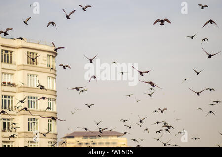 Flying Herde von Tauben in Istanbul Stockfoto