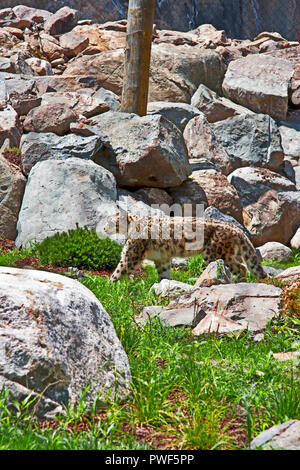 Granby Quebec, Eastern Townships, Stockfoto