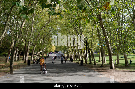 Eine Allee von London Platanen, Crystal Palace, London, Großbritannien Stockfoto