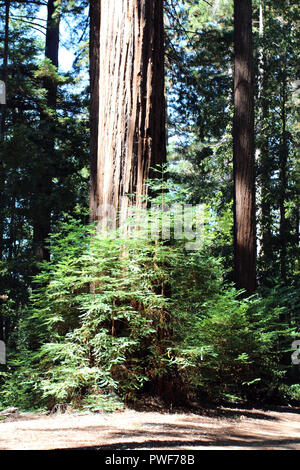 Junge Redwoods Bäume rund um die Basis eines ausgewachsenen Redwood bei Big Basin Redwoods State Park in Boulder Creek, Kalifornien, USA Stockfoto