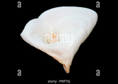 Calla lily isoliert auf Schwarz Stockfoto