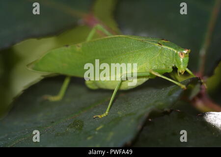 Gum Leaf Katydid, (Torbia viridissima) Stockfoto