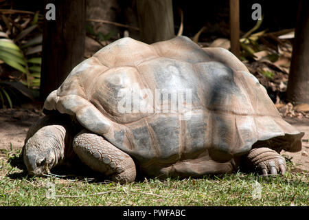 Die gigantischen Aldabra tortoise ist Essen das Gras Stockfoto