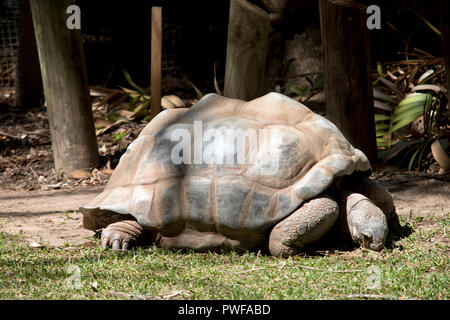 Die gigantischen Aldabra tortoise ist Essen das Gras Stockfoto