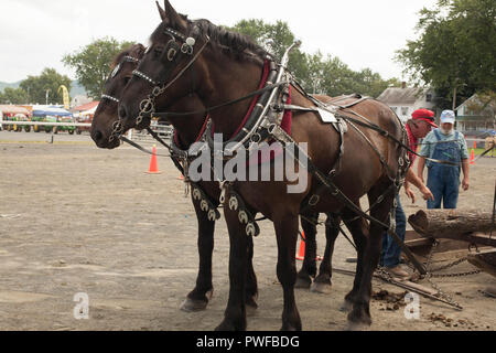 Pferde an der County Fair Stockfoto