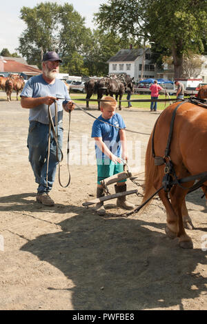 Pferde an der County Fair Stockfoto