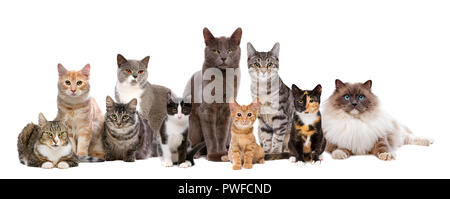 Viele Katzen in einer Reihe sitzen, vor einem weißen Hintergrund Stockfoto