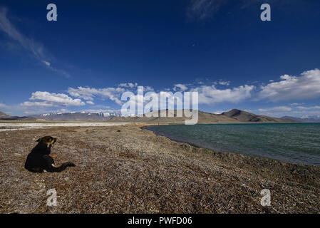 Salzlagerstätten neben Karakul See auf dem Pamir Highway, Gorno Badakhshan, Tadschikistan Stockfoto