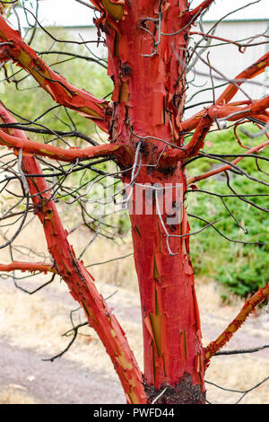 Twisted knorrige Peeling madrona Baum mit Blättern Stockfoto