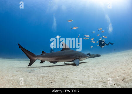 Bull Shark (Carcharhinus leucas) bei Cabo Pulmo Nationalpark, Baja California Sur, Mexiko Stockfoto