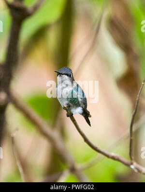 Biene Kolibri (Mellisuga helenae), männlich in unreifen Zucht Gefieder, thront. Halbinsel Guanahacabibes, Kuba. Stockfoto