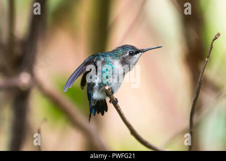 Biene Kolibri (Mellisuga helenae), männlich in unreifen Zucht Gefieder, thront. Halbinsel Guanahacabibes, Kuba. Stockfoto