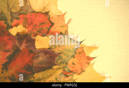 Einen armful Blätter im Herbst mit verschiedenen Schattierungen im rechten Teil des Fotos, in der linken ist ein helles Licht beigen Hintergrund Maple Leaves Stockfoto