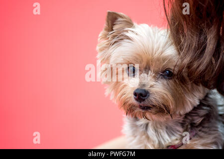 Yorkshire Terrier auf rotem Hintergrund mit Kopie Raum, in der Nähe gesehen. Besitzer Haar ist neben dem Hund sichtbar. Stockfoto