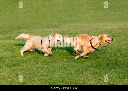 Zwei Golden Retriever Hunde zusammen spielen und laufen auf den grünen Rasen, in dynamische Moment erfasst Stockfoto