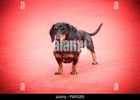 Dackel Hund allein auf dem roten Teppich in der Nähe gesehen, von vorne, roter Hintergrund mit Vignette-effekt Stockfoto