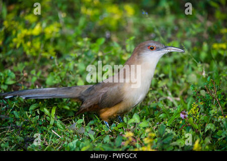 Eine große Lizard-Cuckoo (Coccyzus merlini) Jagd auf dem Boden für Insekten. Bermejas Forest Reserve, Kuba. Stockfoto