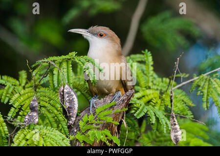 Eine große Lizard-Cuckoo (Coccyzus merlini) auf einem Baumstumpf thront. Bermejas Forest Reserve, Kuba. Stockfoto