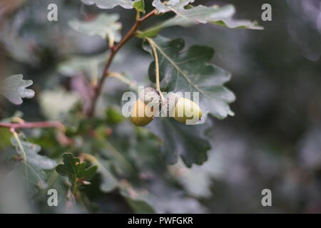 Eicheln Früchte. Closeup Eicheln Früchte in der eiche Nuss gegen verwackelte grünen Hintergrund. Stockfoto
