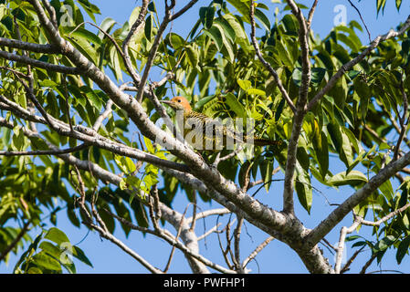 Diese weibliche Fernandina Flicker (Colaptes fernandinae) ist eine der seltensten Spechtarten der Welt, an zweiter Stelle nur zu Ivory-billed woodpecker. Stockfoto