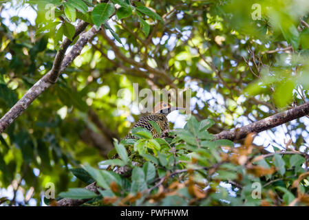 Ein männlicher Fernandina der Flicker (Colaptes fernandinae), einer der seltensten Spechtarten der Welt, an zweiter Stelle nur zu Ivory-billed woodpecker. Kuba Stockfoto