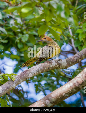 Diese weibliche Fernandina Flicker (Colaptes fernandinae) ist eine der seltensten Spechtarten der Welt, an zweiter Stelle nur zu Ivory-billed woodpecker. Stockfoto