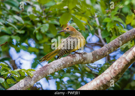 Diese weibliche Fernandina Flicker (Colaptes fernandinae) ist eine der seltensten Spechtarten der Welt, an zweiter Stelle nur zu Ivory-billed woodpecker. Stockfoto