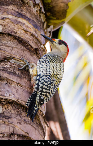 Die indischen Specht (Melanerpes superciliaris) ist in Kuba. Stockfoto