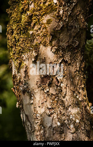 Moos wächst auf einem Silver Birch Tree Trunk Stockfoto