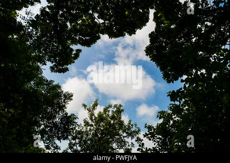 Suchen nach am blauen Himmel und Wolken durch einen Kreis von Bäumen Stockfoto