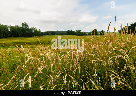 Wilde wiese gras in ein grünes Feld Stockfoto