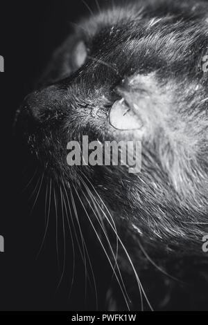 Fang einer schwarzen Katze eng fotografiert, das details Schnurrbart und Auge zu sehen Stockfoto