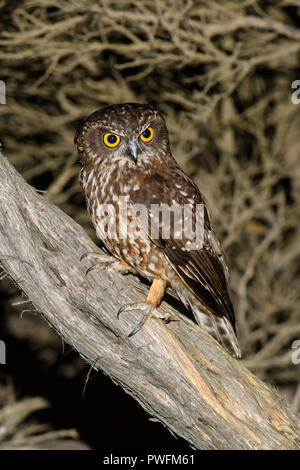 Migrieren von Tasmanian Boobook-Eule Stockfoto