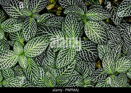 Fittonia albivenis ist eine Pflanzenart aus der Gattung der blühenden Pflanze in der Familie Städte und Gemeinden, heimisch in den Regenwäldern von Kolumbien, Peru, Bolivien, Ecuador und northe Stockfoto