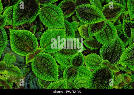 Pilea mollis ist eine Pflanzenart aus der Gattung der blühenden Pflanze in der Familie Urticaceae. Es ist als Zierpflanze, insbesondere die Sorte 'Moon Valley' verwendet. Stockfoto