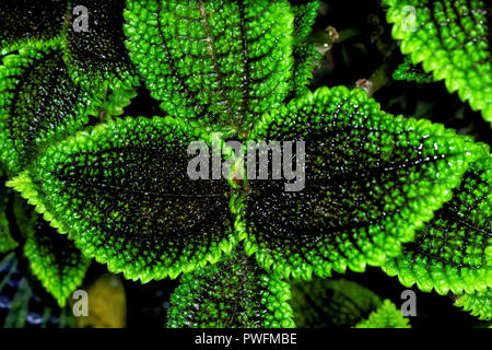 Pilea mollis ist eine Pflanzenart aus der Gattung der blühenden Pflanze in der Familie Urticaceae. Es ist als Zierpflanze, insbesondere die Sorte 'Moon Valley' verwendet. Stockfoto