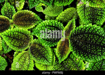 Pilea mollis ist eine Pflanzenart aus der Gattung der blühenden Pflanze in der Familie Urticaceae. Es ist als Zierpflanze, insbesondere die Sorte 'Moon Valley' verwendet. Stockfoto