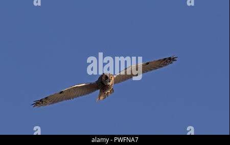 Langohreule / Fliegende Eule Stockfoto