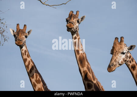 Kopf und Hals von drei Giraffen, gegen den klaren, blauen Himmel am Port Lympne Safari Park in der Nähe von Ashford, Kent, UK fotografiert. Stockfoto