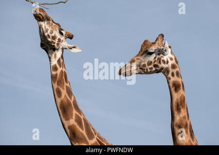 Kopf und Hals von zwei Giraffen, gegen den klaren, blauen Himmel am Port Lympne Safari Park in der Nähe von Ashford, Kent, UK fotografiert. Stockfoto