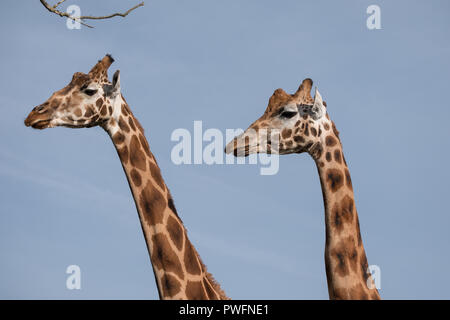 Kopf und Hals von zwei Giraffen, gegen den klaren, blauen Himmel am Port Lympne Safari Park in der Nähe von Ashford, Kent, UK fotografiert. Stockfoto