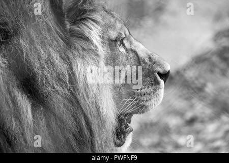 Profil von Lion Kopf mit Mähne. In Schwarz-Weiß bei Port Lympne Safari Park in der Nähe von Ashford Kent UK fotografiert. Stockfoto