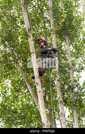 UK. Ein Baum Chirurgen (baumzüchter) bei der Arbeit das Fällen einer Pappel Stockfoto