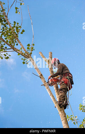 UK. Ein Baum Chirurgen (baumzüchter) bei der Arbeit das Fällen einer Pappel Stockfoto