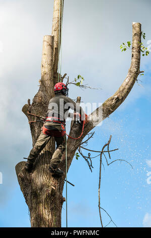 UK. Ein Baum Chirurgen (baumzüchter) bei der Arbeit das Fällen einer Pappel Stockfoto