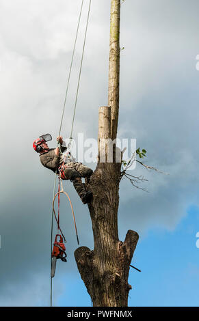 UK. Ein Baum Chirurgen (baumzüchter) bei der Arbeit das Fällen einer Pappel Stockfoto