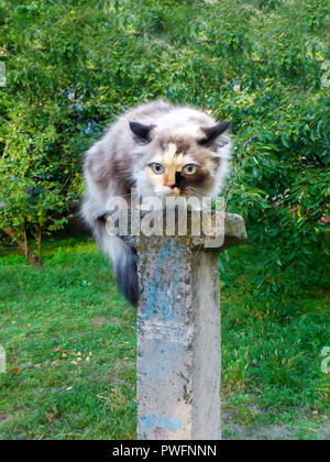 Katze sitzt auf einer Stange. Im Außenbereich erschrocken. Stockfoto