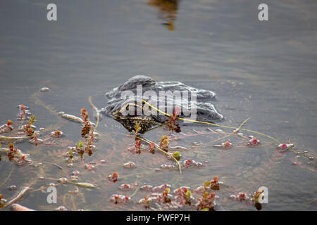 Der Alligator Kopf Nahaufnahme verstecken sich in Wasser, Everglades National Park, Florida, USA Stockfoto