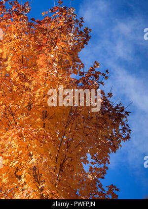 Eine Birke im Herbst zeigen gelbe Blätter mit blauen Himmel im Hintergrund Stockfoto