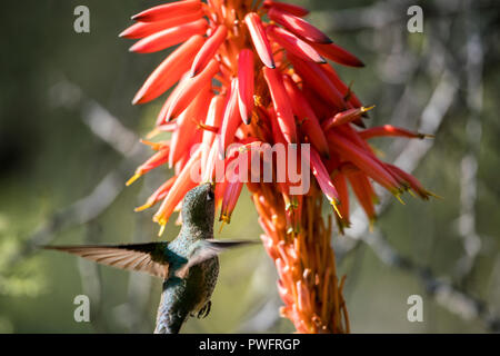 Hummingbird Fütterung auf die Blumen einer Aloe Vera. Stockfoto